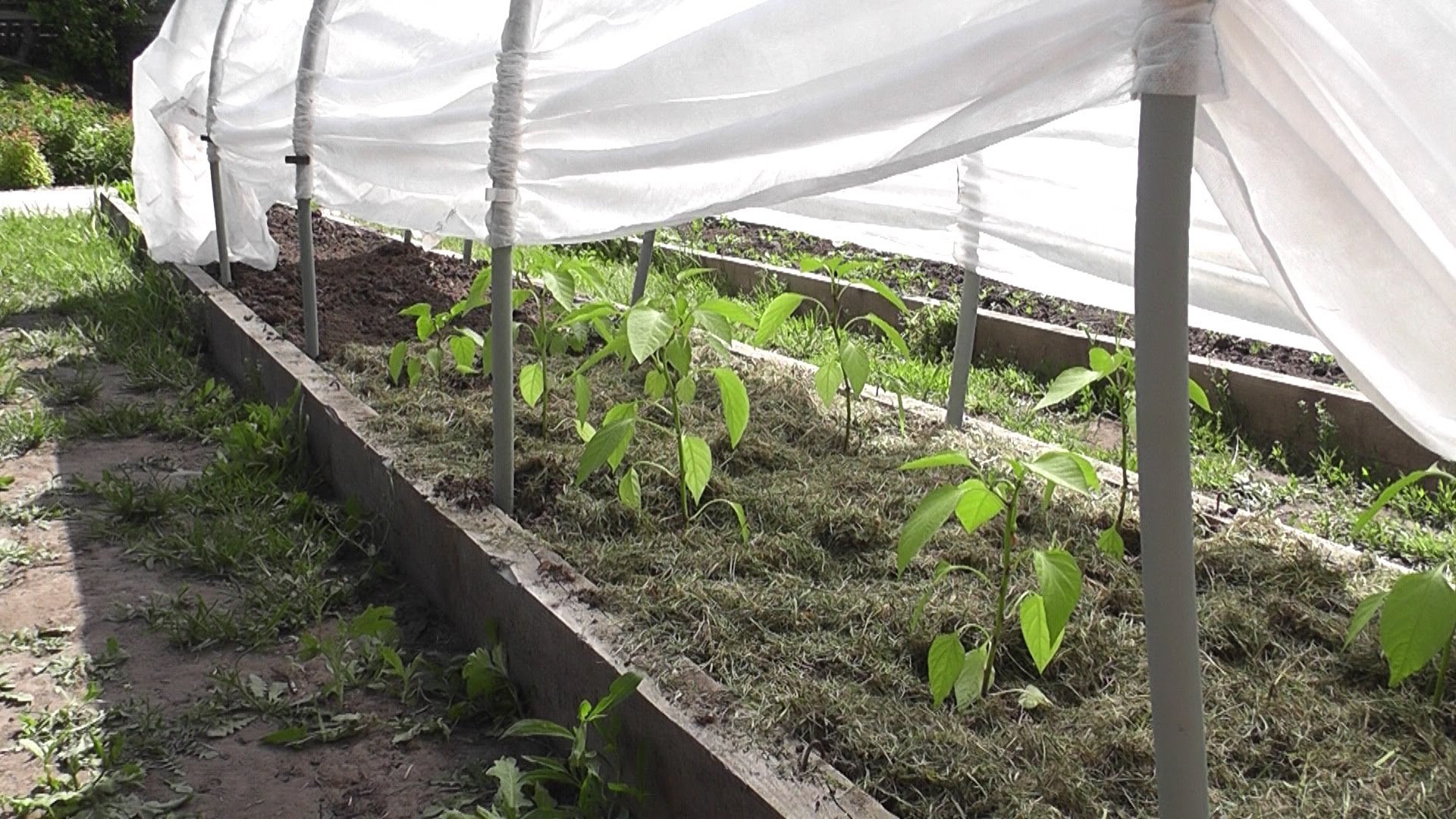 Гидропоника — метод выращивания без почвы